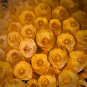 Golden Bells.  Taken off Rottnest Island. Canon 20D 60mm ... by Mick Tait 